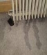 leaking radiator